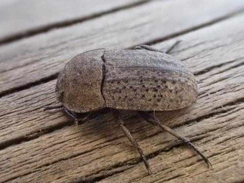 Réf. 203 047 : Opatrum sabulosum